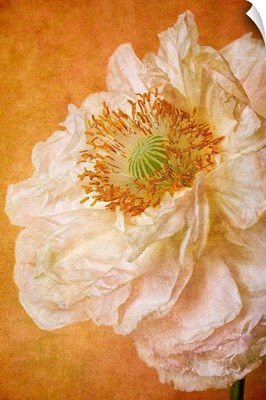 Close up of white, double petaled poppy.