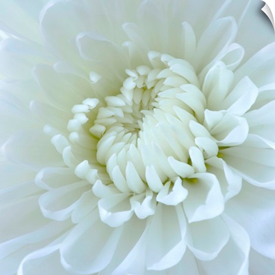 Close-Up Of White Flower
