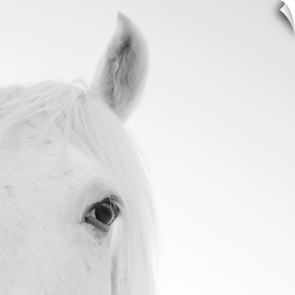 Close up of white horse.