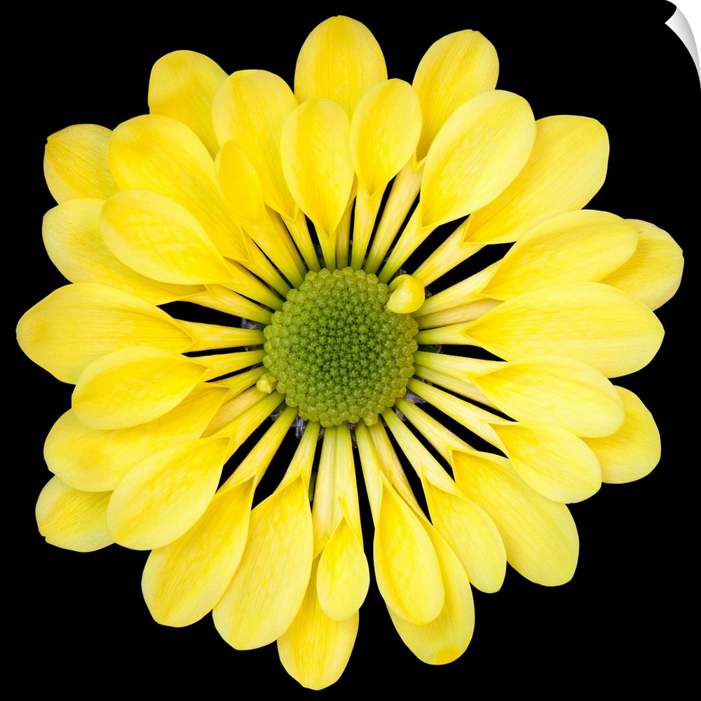Mums/Chrysanths - Close-up of Yellow Chrysanthemum