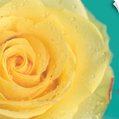 Close up of yellow rose.