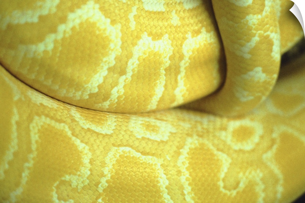 Close up of yellow snake