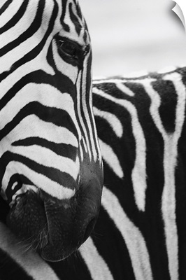 Close-up of zebra face and shoulder