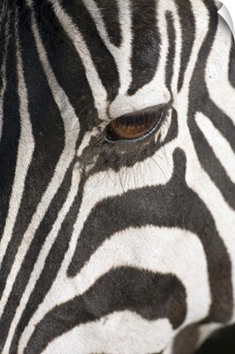 Close-up of Zebra's eye, Africa, Tanzania, Ngorongoro Conservation Area