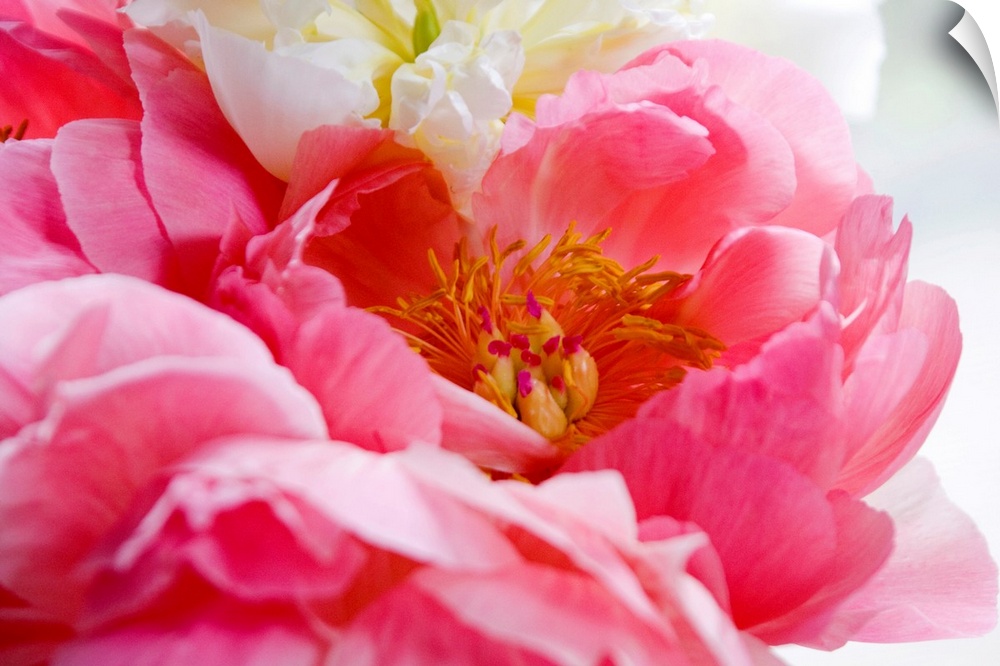 Extreme close up photograph of a pink peony flower bloom. Stamens, stigmas, pistils, styles, and filaments are shown insid...