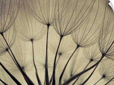 close up shot of dandelion seeds.