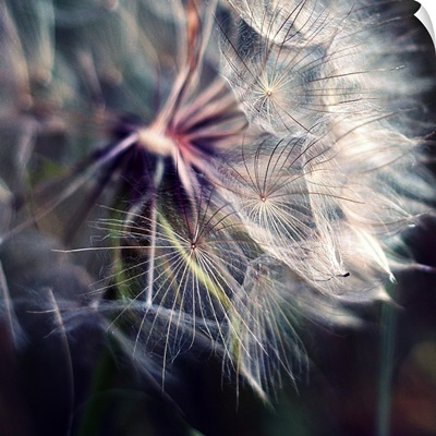 Close up shot of large dandelion.