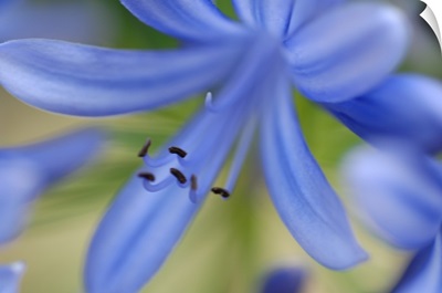 Close-up shot of purple flower
