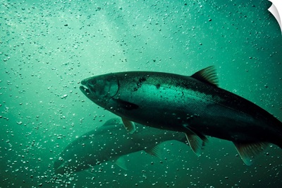 Close up shot of salmon running. School of Chinook Salmon