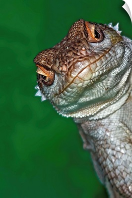 Close-up view of a lizard's face