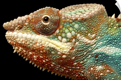 Closeup head shot of panther chameleon against black background.