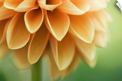 Closeup of orange Dalia flower petals.