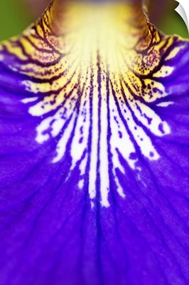 Closeup of the wildflower, Blue flag Iris (Iris versicolor)