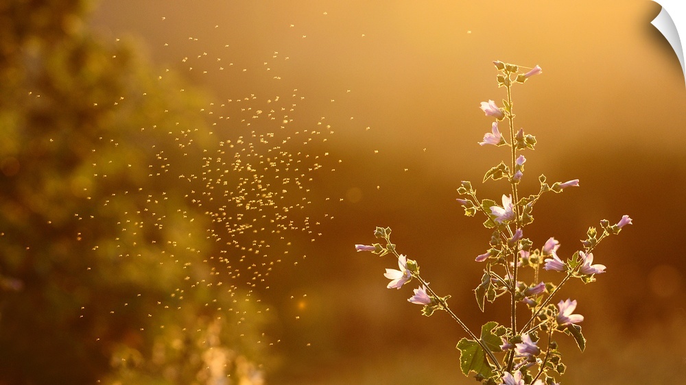 Cloud of mosquitoes flying around flowers on Sunset.
