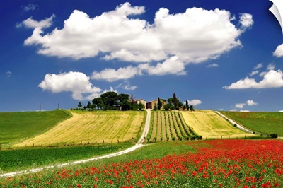 Clouds and poppies near vineyard.