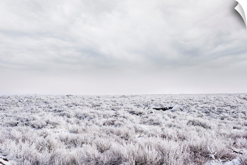 Frosty sagebrush at Craters of the Moon National Monument, Idaho.