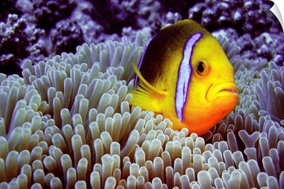 Clown fish in sea anemone.