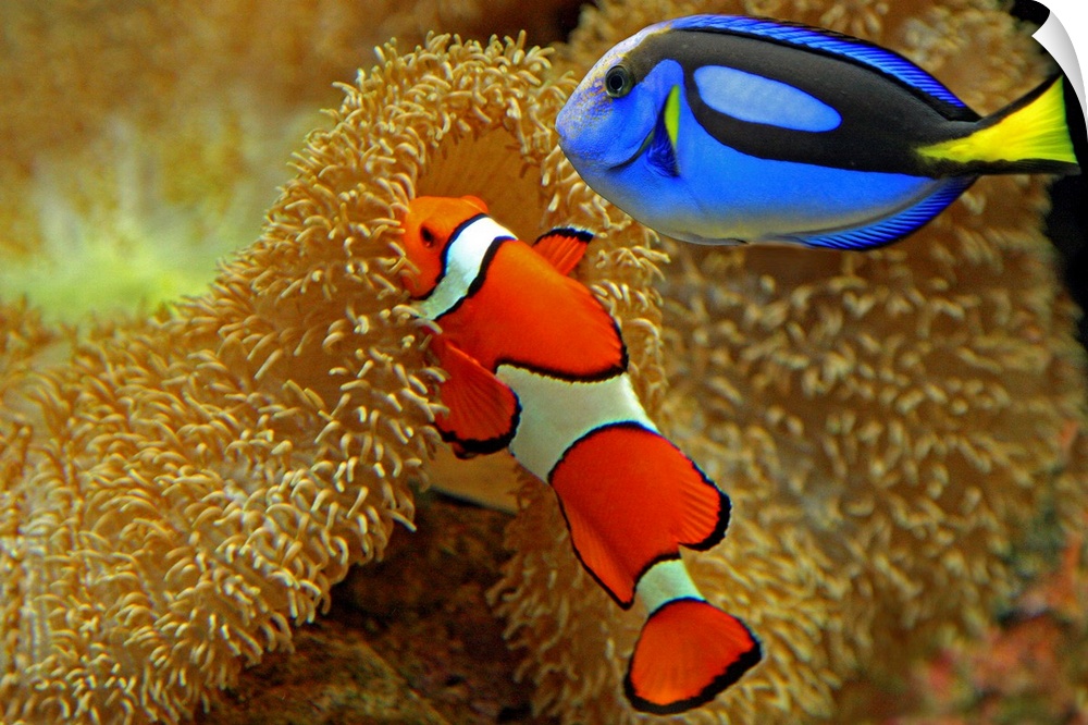 Two brightly colored fish are photographed near the bottom of the ocean floor by coral.