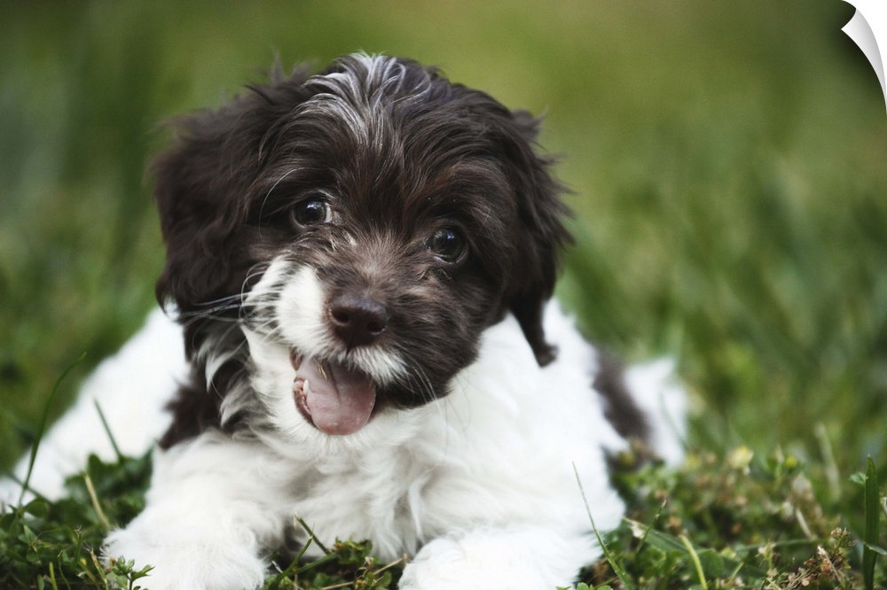 A happy 'Cockapoo' puppy laying on green grass outdoors.