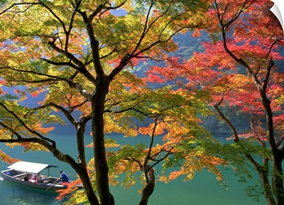 Colored Leaves