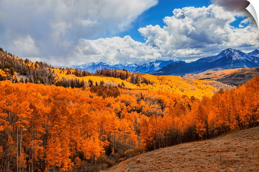 An autumn colored aspen forest on a cloudy day in the San Juan mountains.