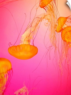 Colorful bright jelly fish dancing and swimming.
