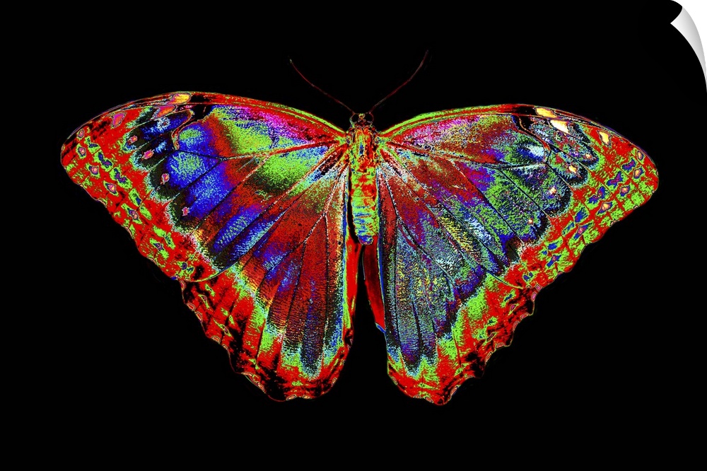Colorful Butterfly design against black backdrop
