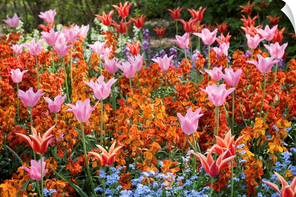 A vibrant, multicolored springtime display of flowers fills one of the beds in St. James's Park. St. James's Park is one o...