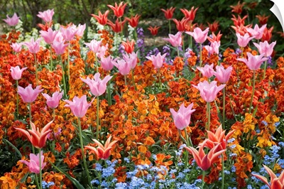 Colorful Flowers In St. James'S Park