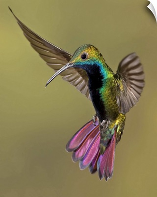 Colorful Humming bird against brown background.