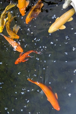 Colorful Japanese carps swimming in pool and flower petals floating on water surface.