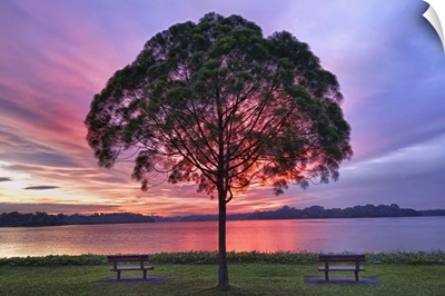 Colorful light seen behind tree is spectacle.
