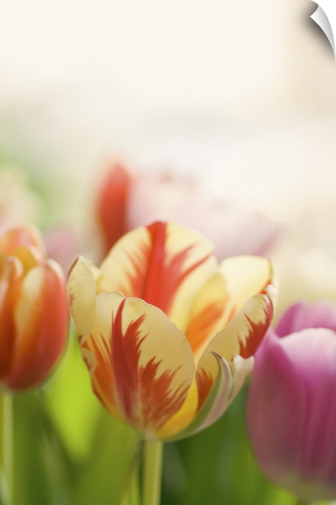 Colorful tulips.