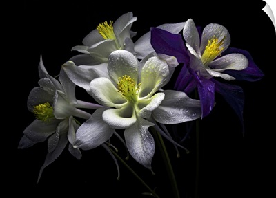 Columbine flowers with rain drops against black background.