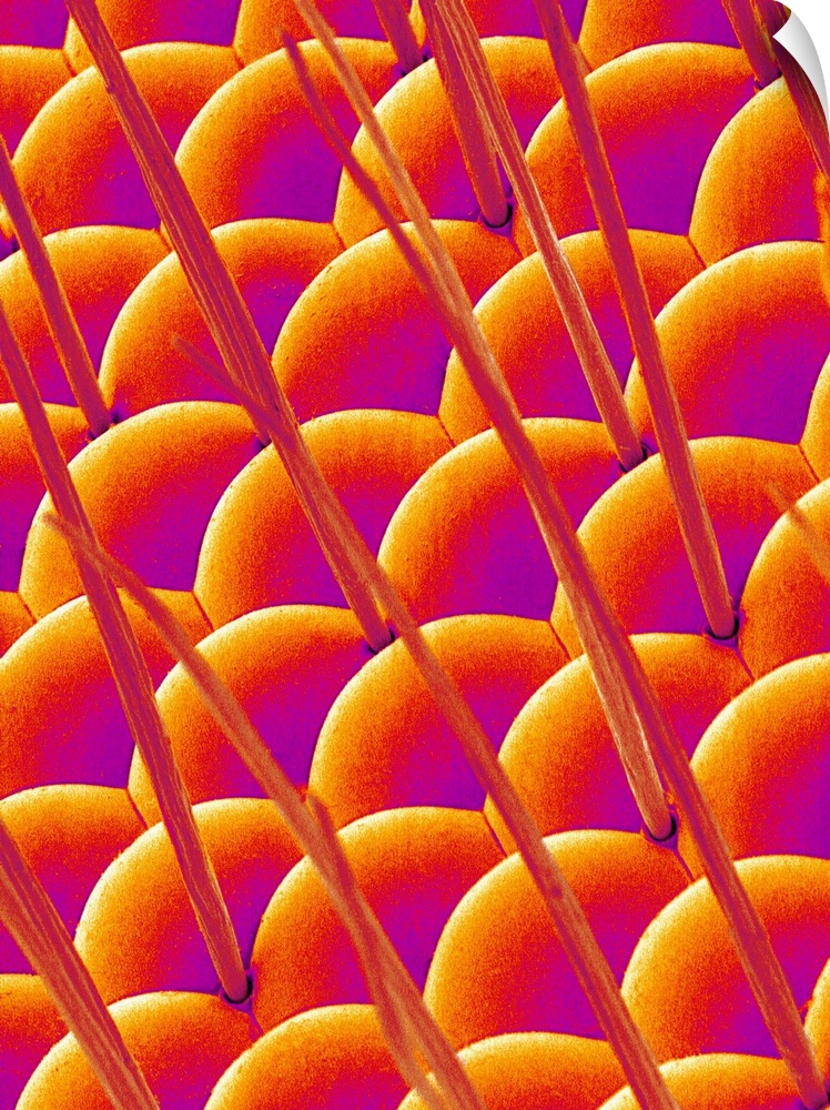 The compound eye of a Flower Fly at a magnification of x500.