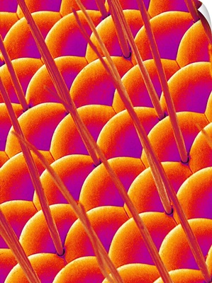 Compound Eye Of A Flower Fly