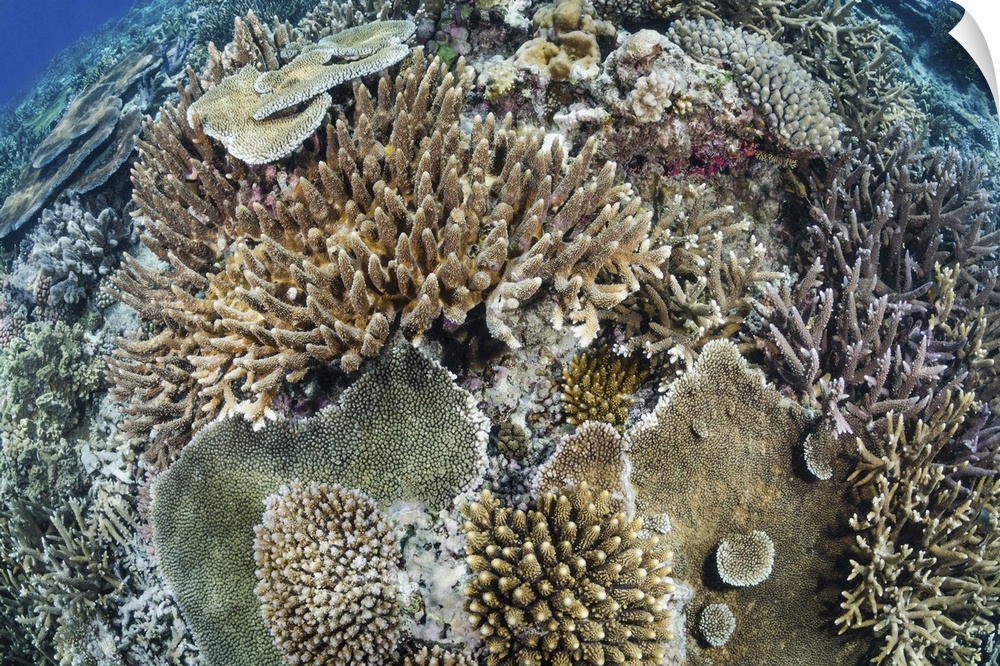 Tropical hard coral reef with several Acropora spp.