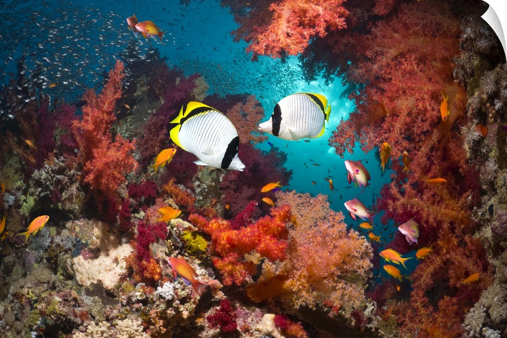 Lined butterflyfish (Chaetodon lineolatus) pair swimming over coral reef with soft corals (Dendronephthya sp), Pygmy sweep...