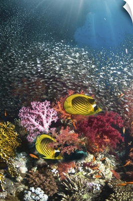 Coral reef scenery
