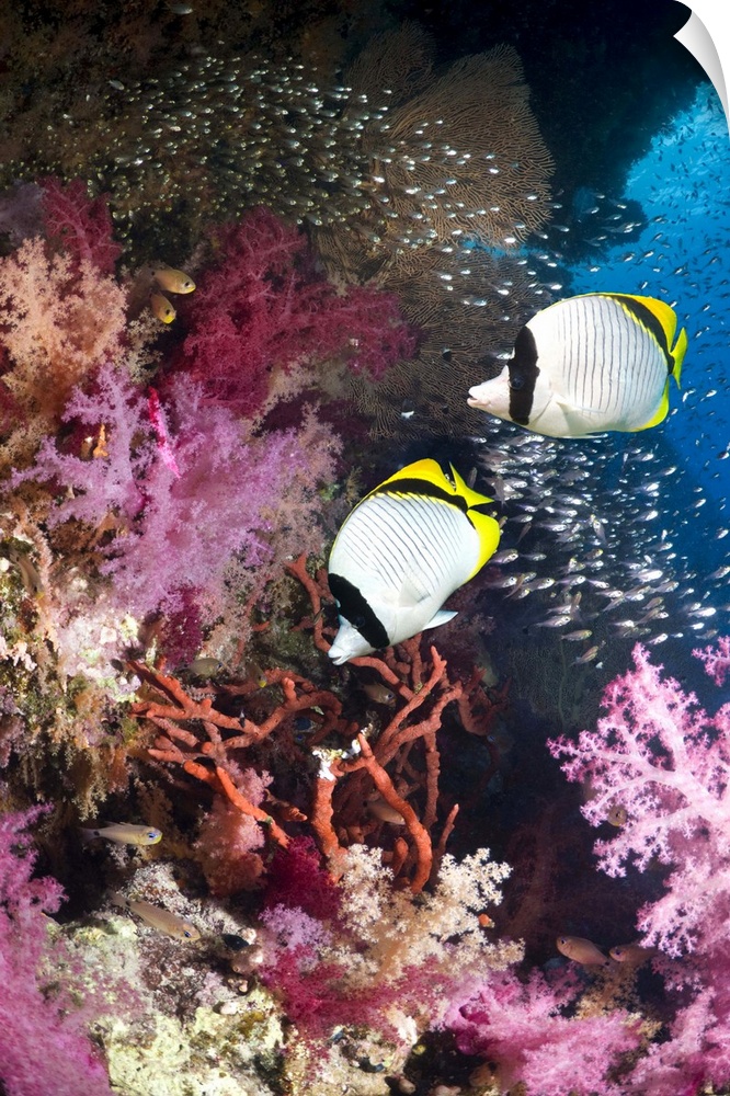 Lined butterflyfish (Chaetodon lineolatus) pair swimming over coral reef with soft corals (Dendronephthya sp) and Pygmy sw...