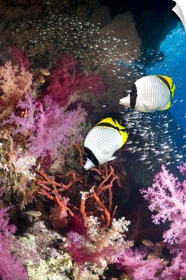 Coral reef scenery with butterflyfish