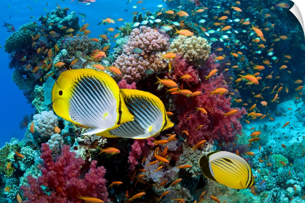A photograph taken under water with different types of fish swimming in front of multi colored coral.