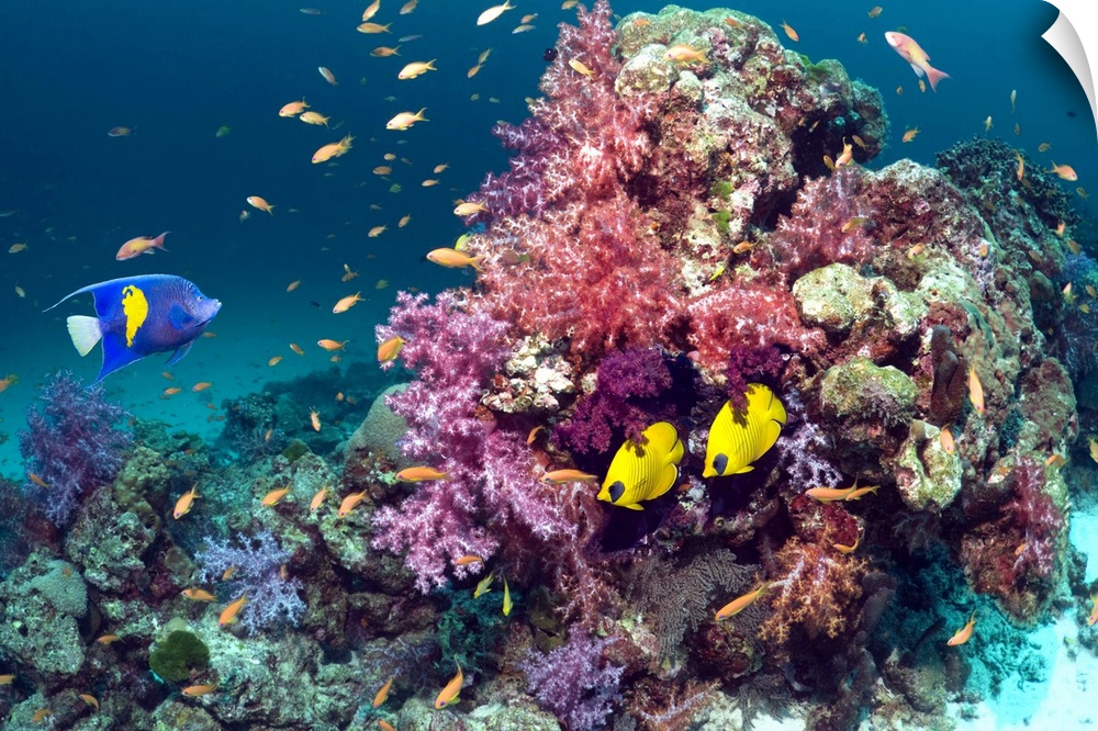 Coral reef scenery with a Yellow-bar or Arabian angelfish (Pomacanthus maculosus), a pair of Golden butterflyfish (Chaetod...