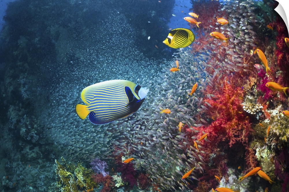 Coral reef scenery with an Emperor angelfish (Pomacanthus imperator), a Red Sea racoon butterflyfish (Chaetodon fasciatus)...