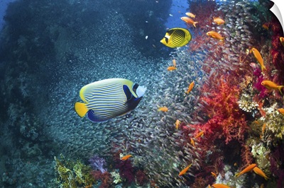 Coral reef with Emperor angelfish