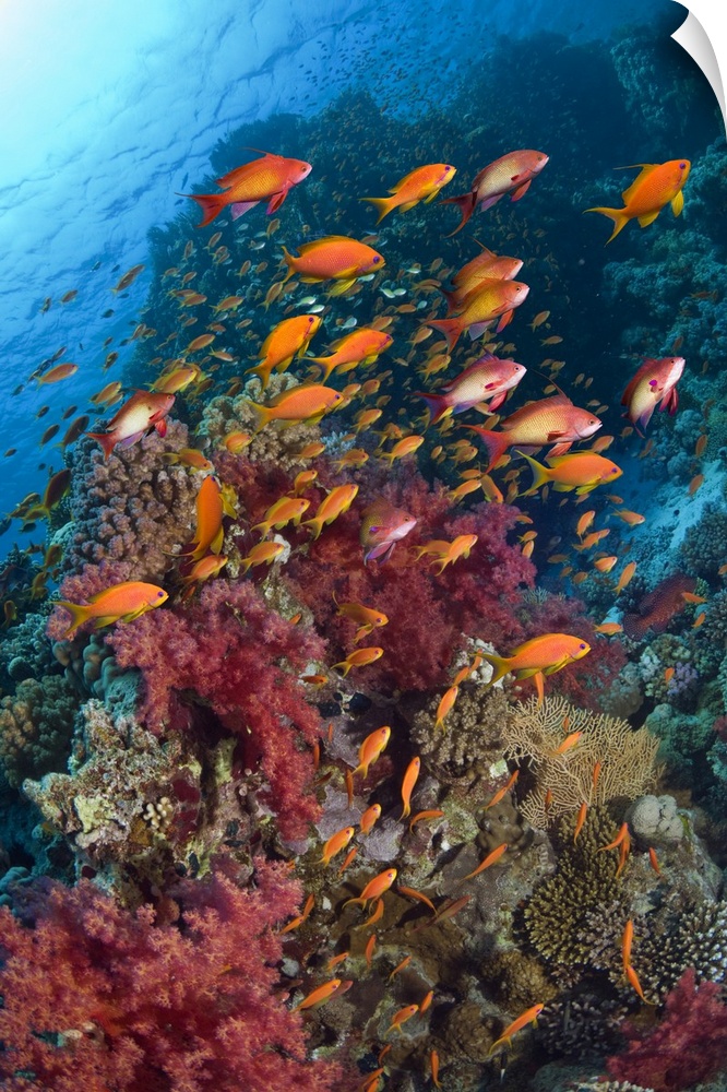 Lyretail anthias or Goldies (Pseudanthias squamipinnis) over coral reef with soft corals (Dendronephthya sp).  Egypt, Red ...