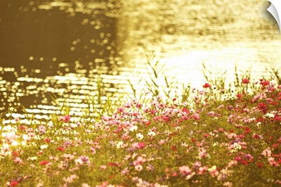 Cosmos Flowers by River