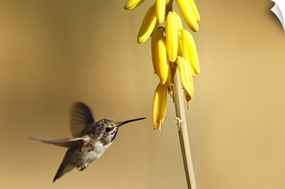 Costa's Hummingbird as he approaches a stalk of desert yellow wildflowers.