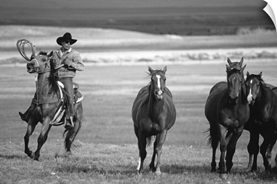 Cowboy driving a herd of horse