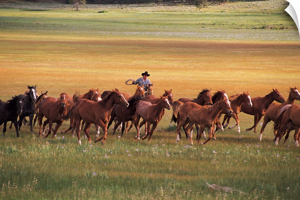 A single cowboy is photographed as he herds a group of horses in an open field.